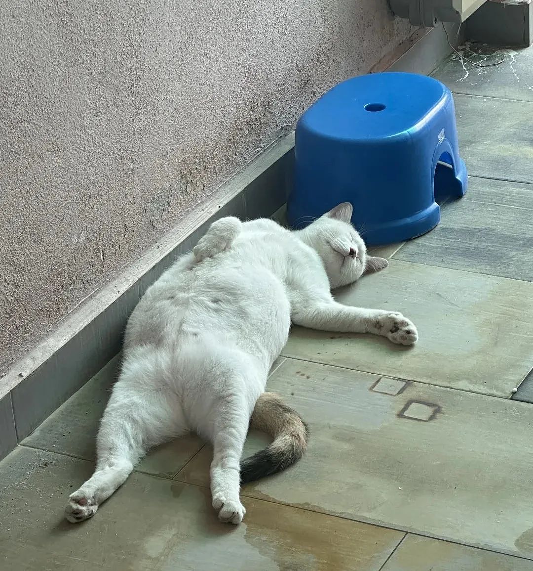 【宠物】民警小哥捡到一只小橘猫，带回派出所签卖身契，网友看完合照笑喷：它真是自愿的吗（组图） - 19