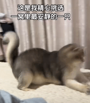 【宠物】民警小哥捡到一只小橘猫，带回派出所签卖身契，网友看完合照笑喷：它真是自愿的吗（组图） - 3