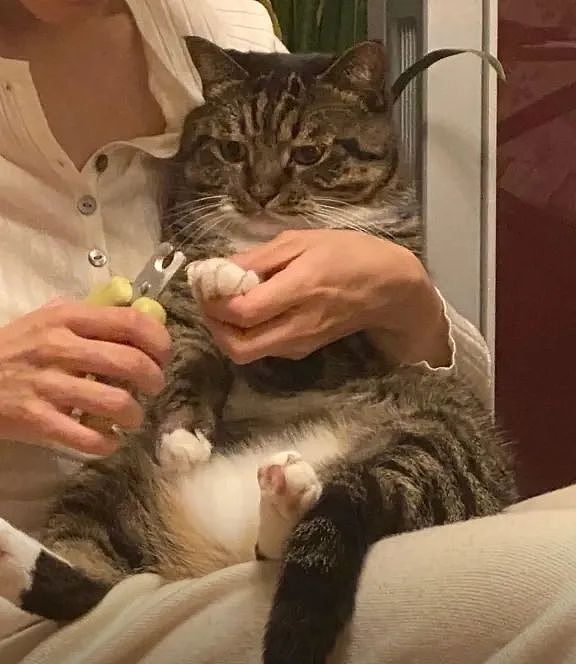 【宠物】民警小哥捡到一只小橘猫，带回派出所签卖身契，网友看完合照笑喷：它真是自愿的吗（组图） - 8