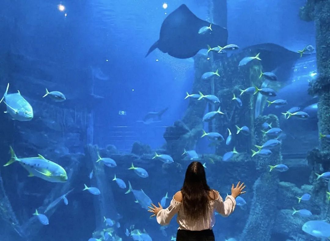 妈妈们注意啦！墨尔本水族馆门票买一送一活动开始啦，只要符合这个条件！（组图） - 5