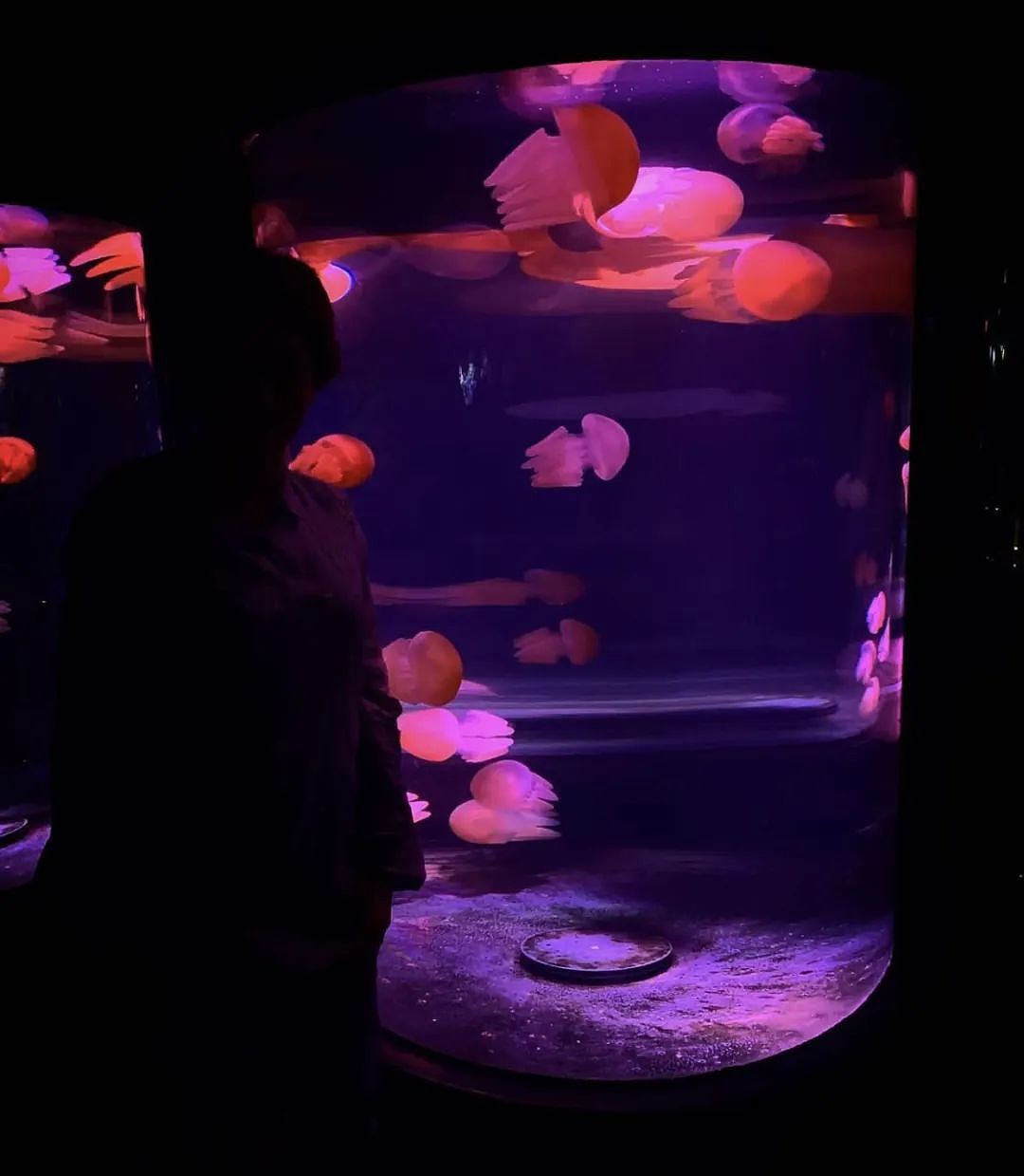 是妈妈就免费！悉尼Sea Life母亲节活动来袭，快来预约（组图） - 11