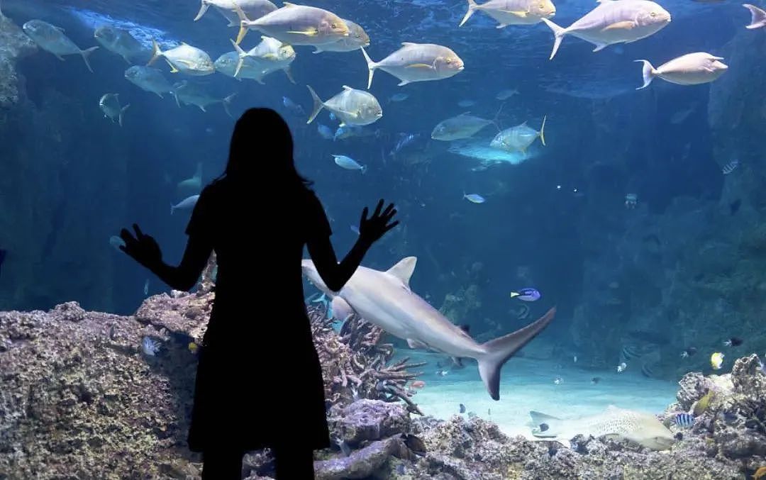是妈妈就免费！悉尼Sea Life母亲节活动来袭，快来预约（组图） - 3