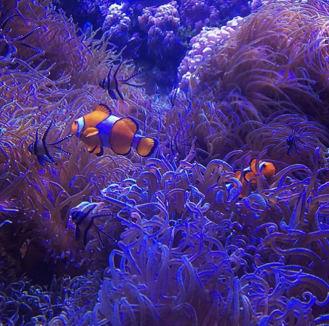 是妈妈就免费！悉尼Sea Life母亲节活动来袭，快来预约（组图） - 8