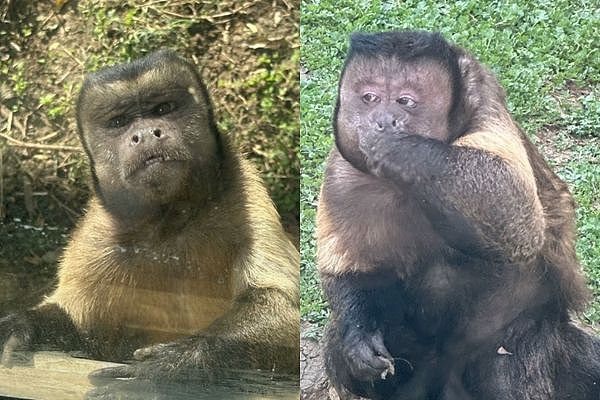 猴界美人！合肥“方脸猴”丑萌爆红，网友笑翻：没见过这么丑的（组图） - 3
