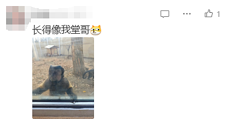 “颜值”出圈！这只猴竟“丑”上热搜了，保育员：属于耐看型（组图） - 11