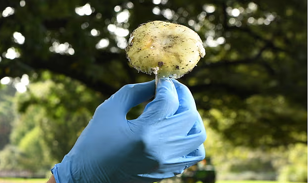 最新！震惊全澳的“毒蘑菇谋杀案”细节曝光！女子请前夫全家吃饭，致3死1病危！诡异线索浮出水面！是谋杀还是意外？（组图） - 6