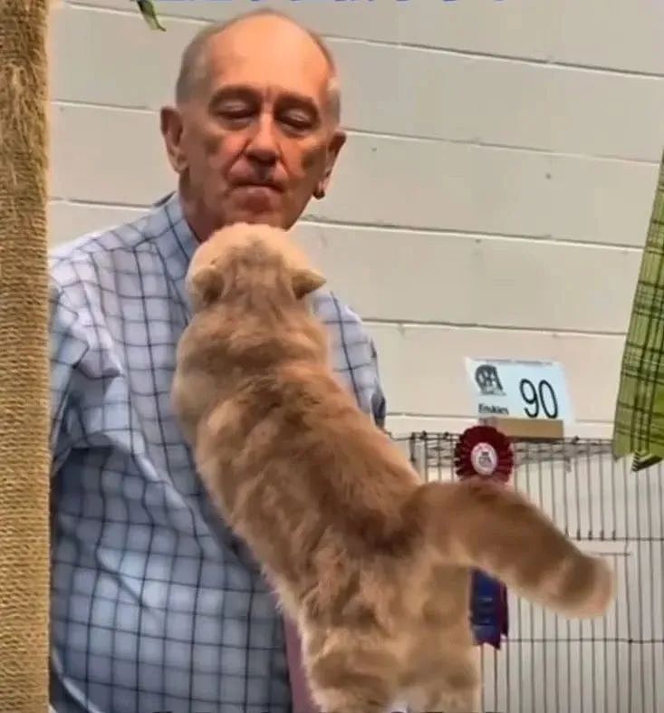 【宠物】小猫参加比赛，1分钟翘屁股伸懒腰800次，把评委撩成翘嘴...猫：小小人类，轻松拿捏（组图） - 7