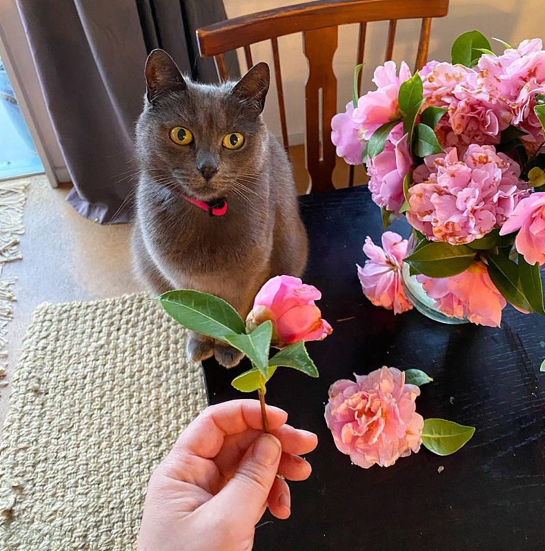 【宠物】小猫参加比赛，1分钟翘屁股伸懒腰800次，把评委撩成翘嘴...猫：小小人类，轻松拿捏（组图） - 15