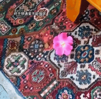 【宠物】小猫参加比赛，1分钟翘屁股伸懒腰800次，把评委撩成翘嘴...猫：小小人类，轻松拿捏（组图） - 11