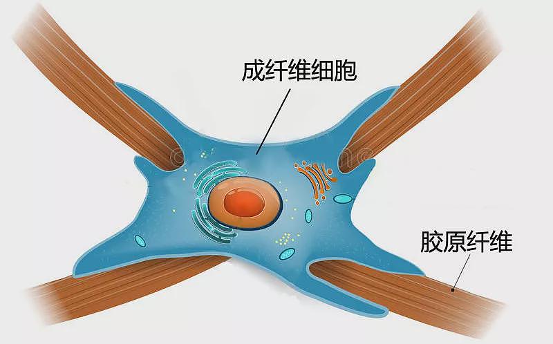 几大【祛皱利器】对比分析：选对了，让你事半功倍！（组图） - 19