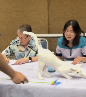 【宠物】小猫参加比赛，1分钟翘屁股伸懒腰800次，把评委撩成翘嘴...猫：小小人类，轻松拿捏（组图） - 3