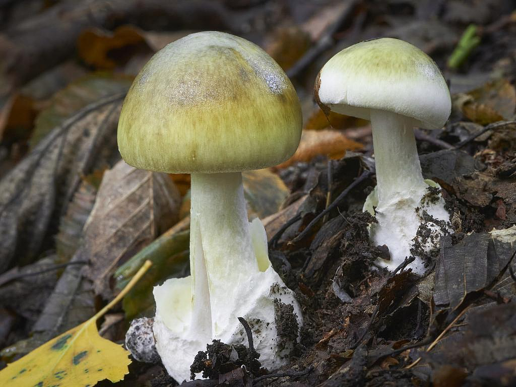 官方提醒！维州这种随处可见的东西有剧毒，千万别碰（组图） - 4