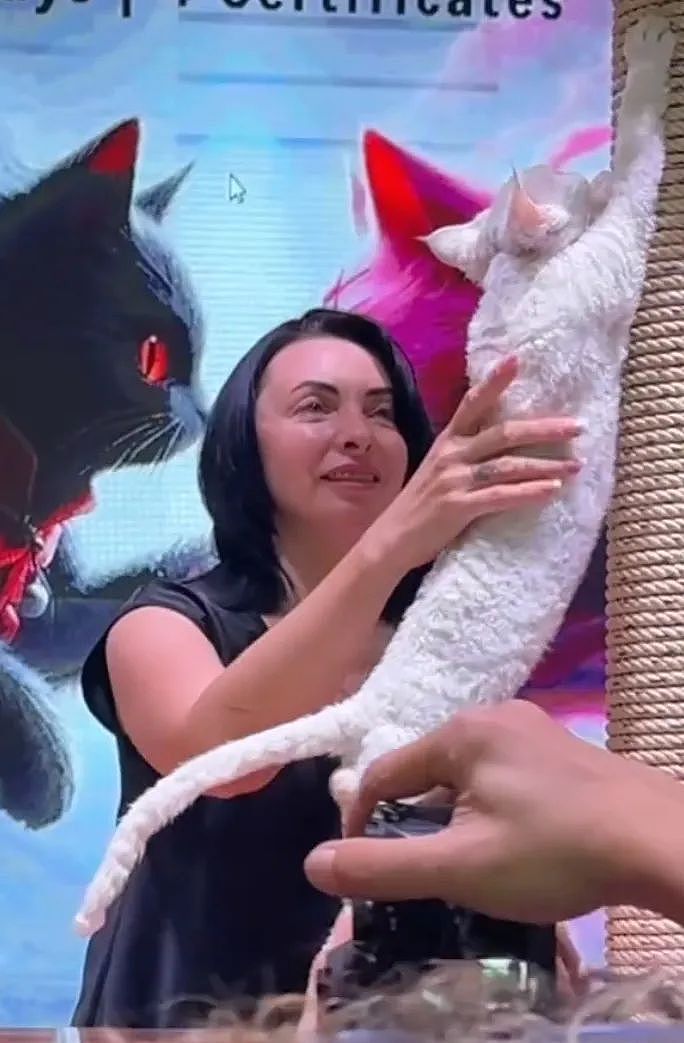 【宠物】小猫参加比赛，1分钟翘屁股伸懒腰800次，把评委撩成翘嘴...猫：小小人类，轻松拿捏（组图） - 4
