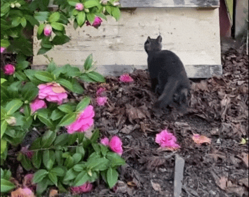 【宠物】小猫参加比赛，1分钟翘屁股伸懒腰800次，把评委撩成翘嘴...猫：小小人类，轻松拿捏（组图） - 13