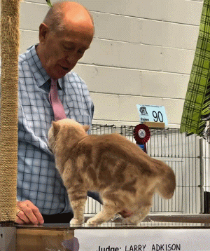 【宠物】小猫参加比赛，1分钟翘屁股伸懒腰800次，把评委撩成翘嘴...猫：小小人类，轻松拿捏（组图） - 8