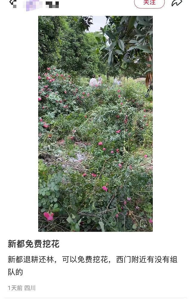 成都一苗圃遭网友“组团挖花” 主人：损失几百万元，已报警（组图） - 4