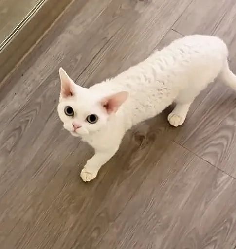 【宠物】小猫参加比赛，1分钟翘屁股伸懒腰800次，把评委撩成翘嘴...猫：小小人类，轻松拿捏（组图） - 1