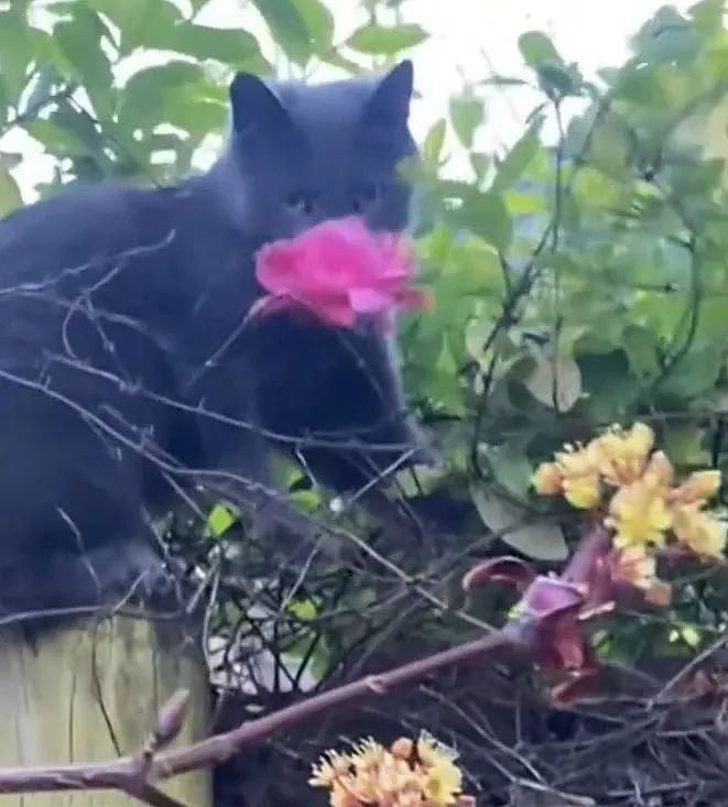 【宠物】小猫参加比赛，1分钟翘屁股伸懒腰800次，把评委撩成翘嘴...猫：小小人类，轻松拿捏（组图） - 14