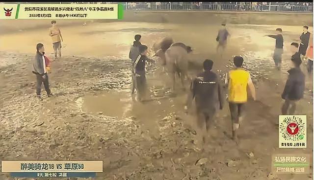 “牛王争霸赛“起纠纷引发群殴，女子倒地长时间不起（组图） - 2