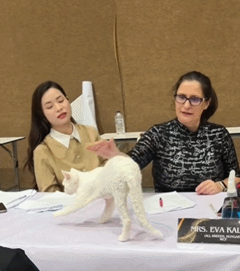 【宠物】小猫参加比赛，1分钟翘屁股伸懒腰800次，把评委撩成翘嘴...猫：小小人类，轻松拿捏（组图） - 2