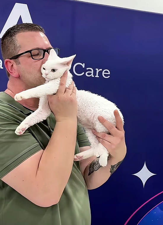 【宠物】小猫参加比赛，1分钟翘屁股伸懒腰800次，把评委撩成翘嘴...猫：小小人类，轻松拿捏（组图） - 5