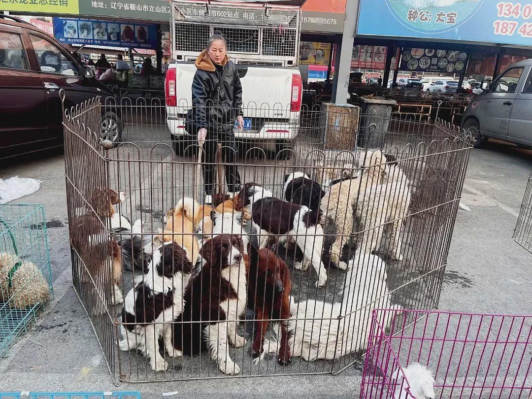 超百万只猫狗,从“钢城”卖到全中国(组图) - 7