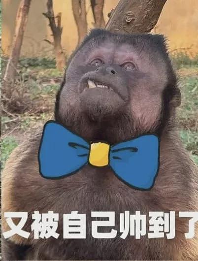 方脸猴神似“他”,丑到爆红!园方:其实是猴界美人(组图) - 7