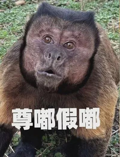 方脸猴神似“他”,丑到爆红!园方:其实是猴界美人(组图) - 6