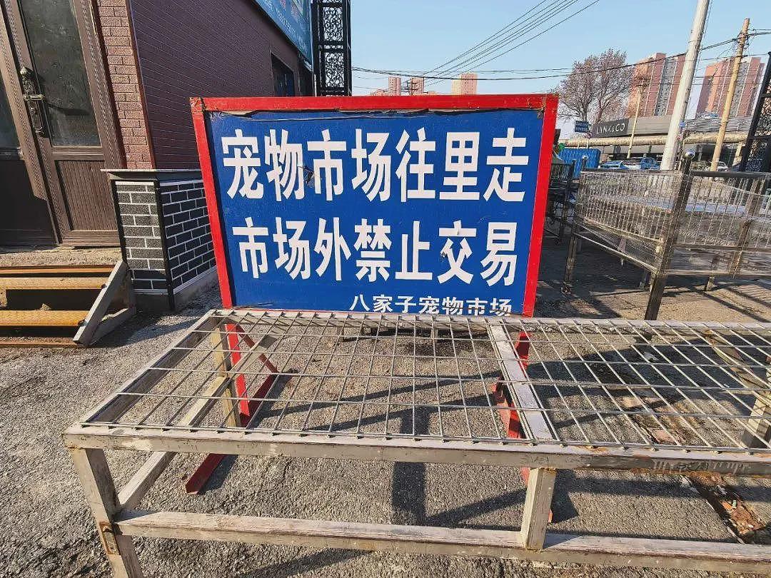超百万只猫狗,从“钢城”卖到全中国(组图) - 5