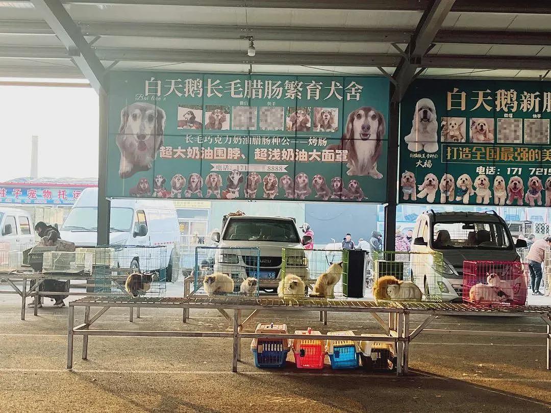 超百万只猫狗,从“钢城”卖到全中国(组图) - 6