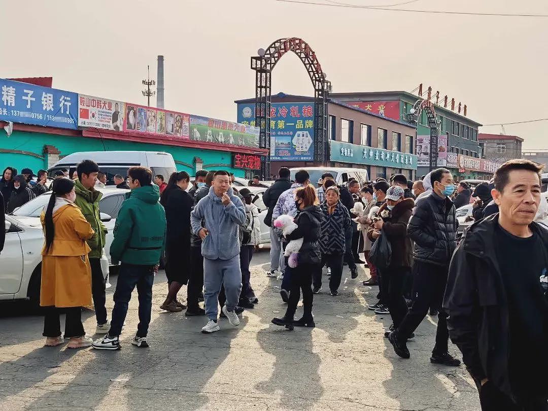超百万只猫狗,从“钢城”卖到全中国(组图) - 4
