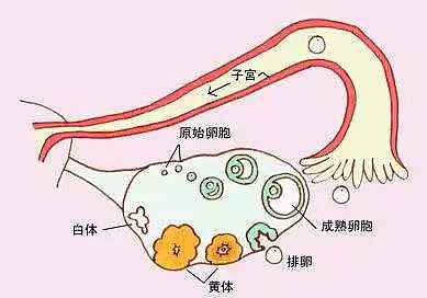 【两性】你的卵子，可能比你更会挑伴侣（组图） - 4