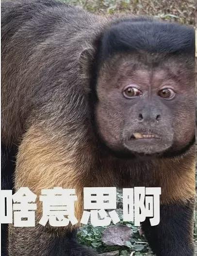 方脸猴神似“他”,丑到爆红!园方:其实是猴界美人(组图) - 5