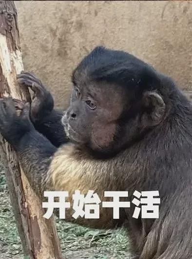 方脸猴神似“他”,丑到爆红!园方:其实是猴界美人(组图) - 4