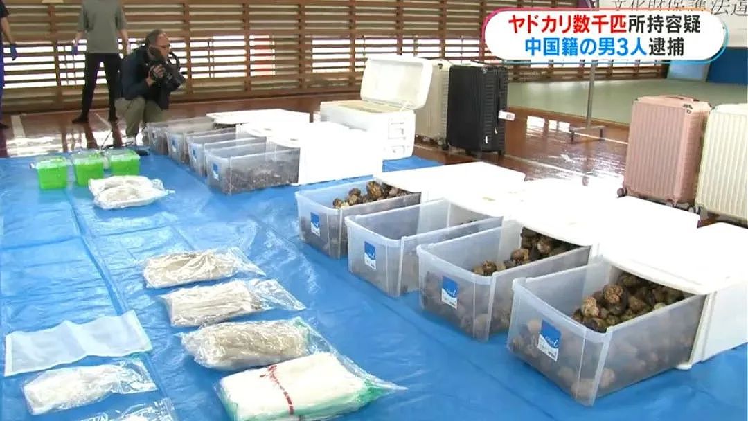 3名中国人在鹿儿岛偷抓上百公斤稀有品种寄居蟹，被日本警方逮捕（组图） - 4