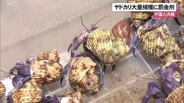 3名中国人在鹿儿岛偷抓上百公斤稀有品种寄居蟹，被日本警方逮捕（组图） - 12