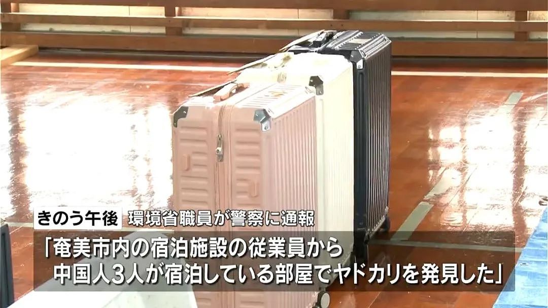 3名中国人在鹿儿岛偷抓上百公斤稀有品种寄居蟹，被日本警方逮捕（组图） - 2