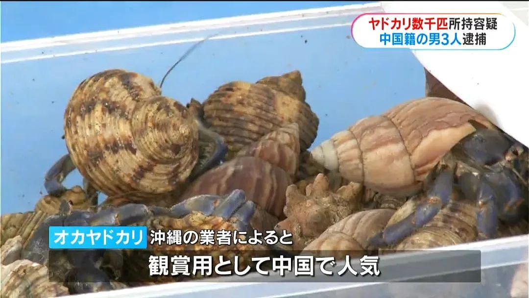 3名中国人在鹿儿岛偷抓上百公斤稀有品种寄居蟹，被日本警方逮捕（组图） - 6