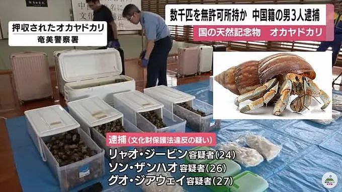 3名中国人在鹿儿岛偷抓上百公斤稀有品种寄居蟹，被日本警方逮捕（组图） - 1