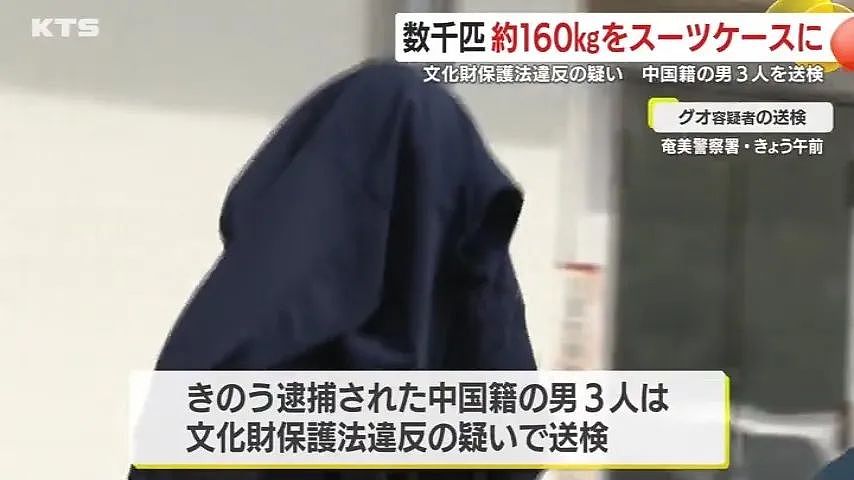 3名中国人在鹿儿岛偷抓上百公斤稀有品种寄居蟹，被日本警方逮捕（组图） - 11