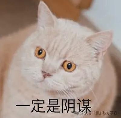 中国小伙接神秘任务：绕飞3国入境新加坡，将14部手机丢垃圾桶！真相竟是…（组图） - 12