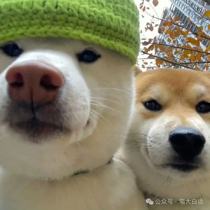 【爆笑】“现在的人能有多抽象？”哈哈哈哈哈这算哪门子行为艺术（组图） - 83