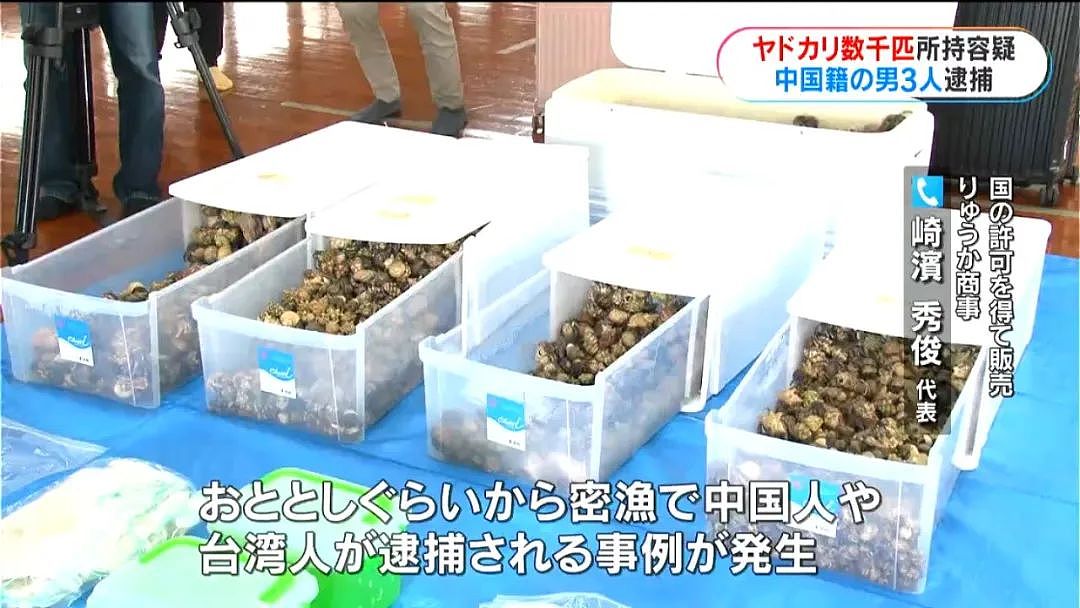 3名中国人在鹿儿岛偷抓上百公斤稀有品种寄居蟹，被日本警方逮捕（组图） - 3