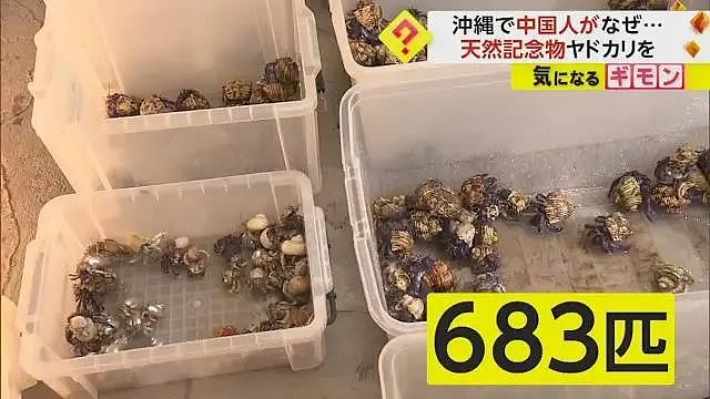 3名中国人在鹿儿岛偷抓上百公斤稀有品种寄居蟹，被日本警方逮捕（组图） - 13