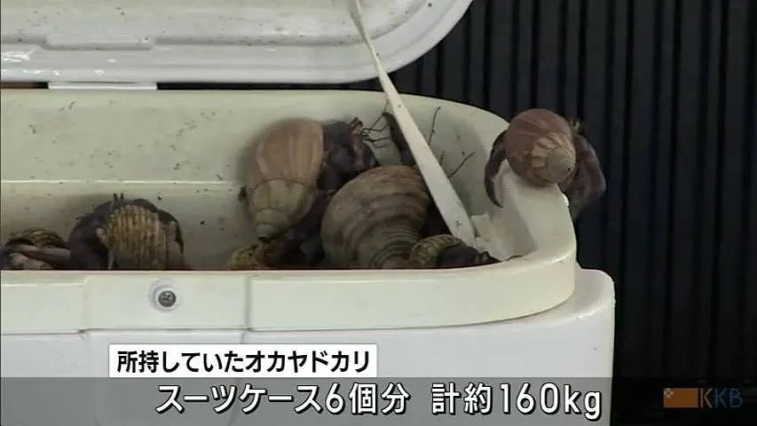 3名中国人在鹿儿岛偷抓上百公斤稀有品种寄居蟹，被日本警方逮捕（组图） - 5