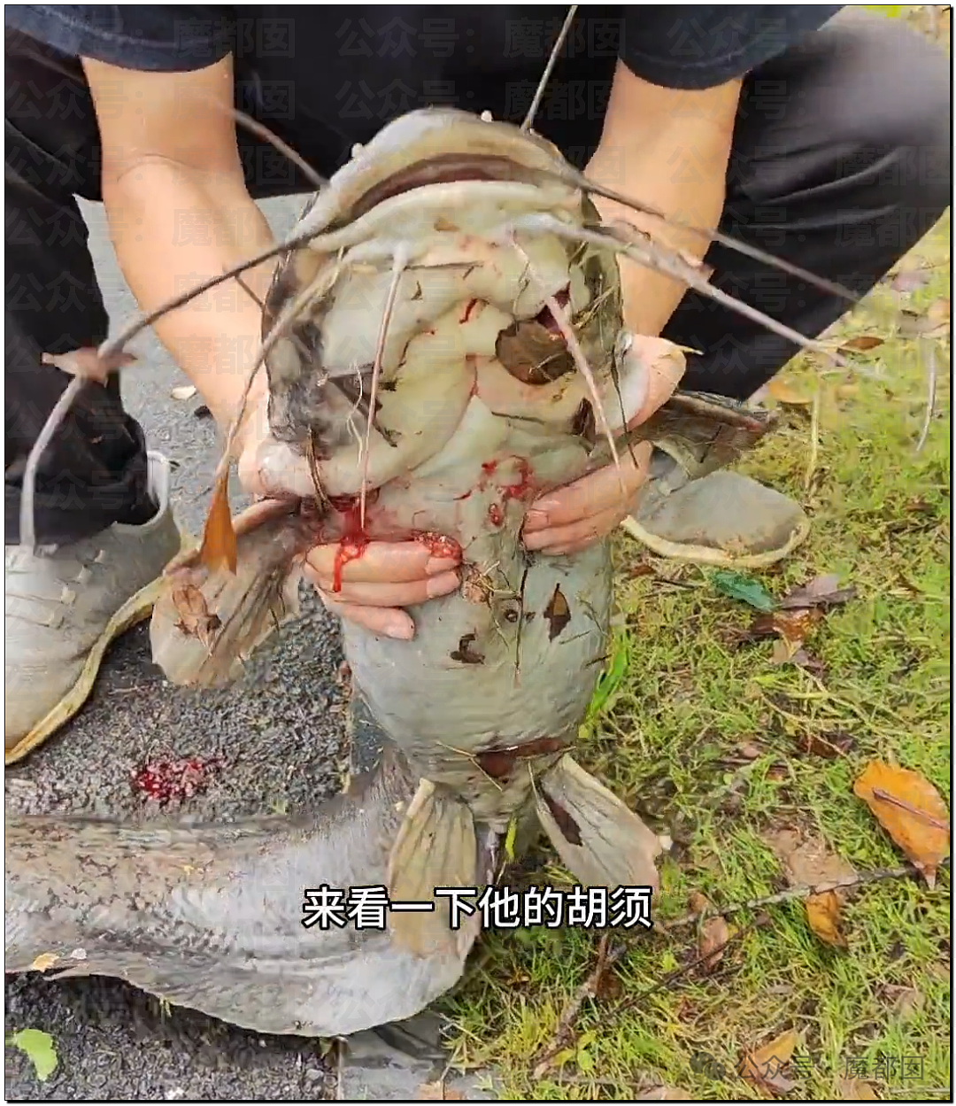 热搜第一!大连西山水库惊现成群超大怪鱼,背后真相更揪心(组图) - 4