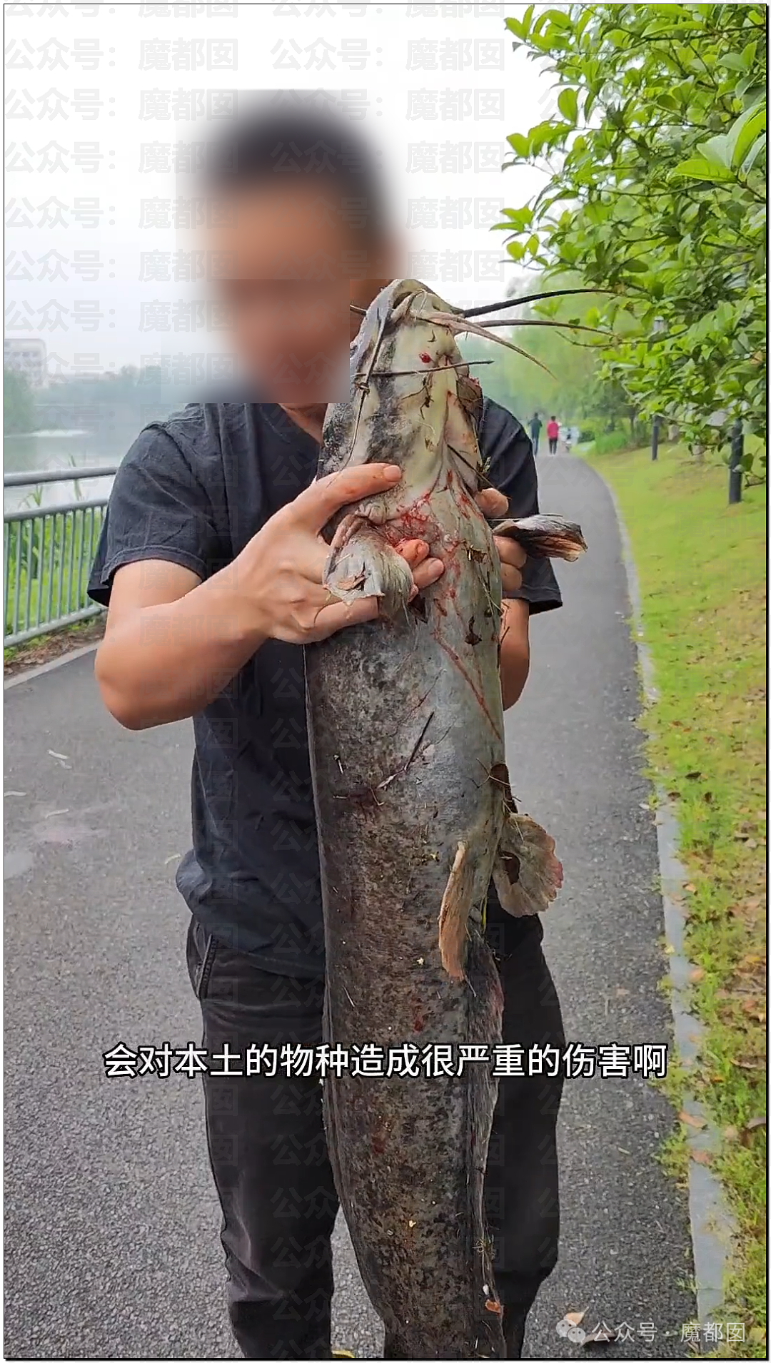 热搜第一!大连西山水库惊现成群超大怪鱼,背后真相更揪心(组图) - 6