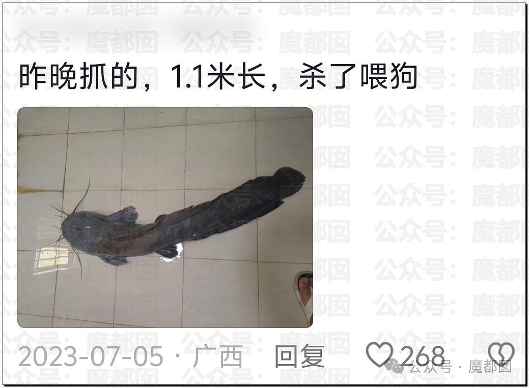 热搜第一!大连西山水库惊现成群超大怪鱼,背后真相更揪心(组图) - 19