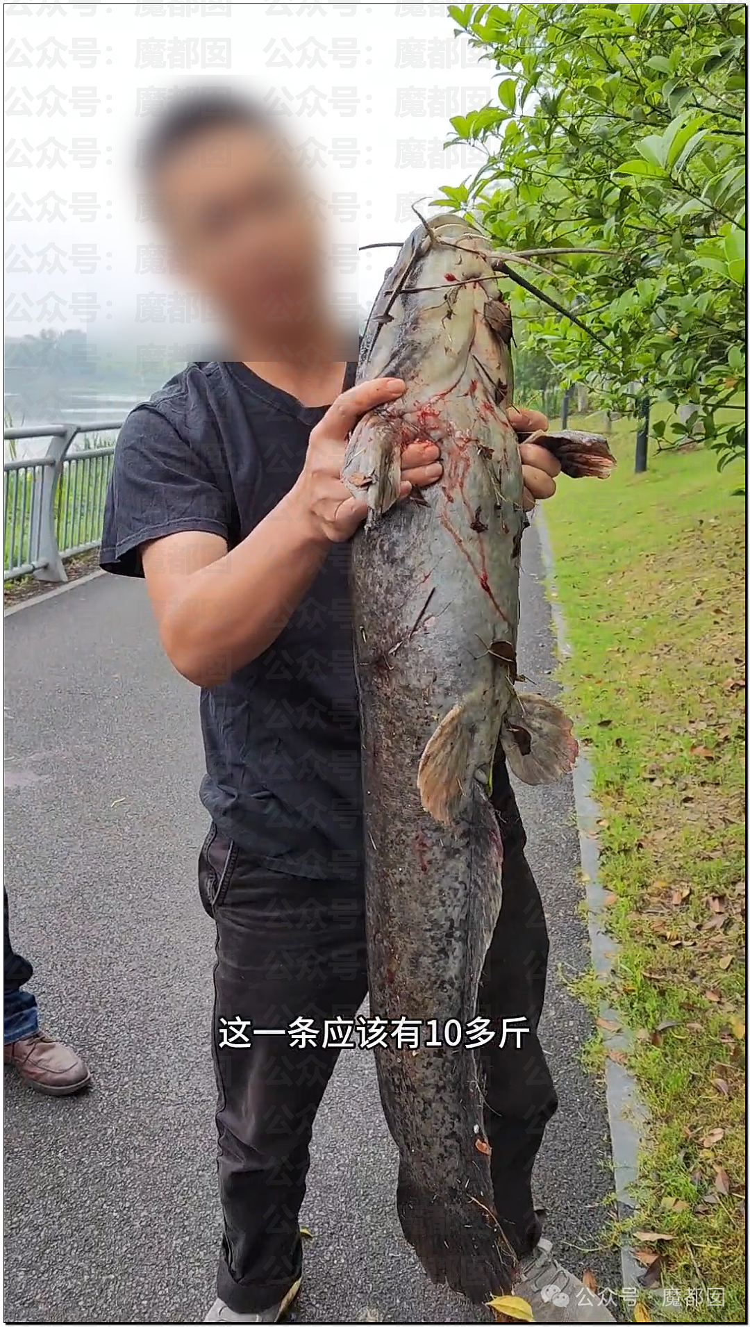 热搜第一!大连西山水库惊现成群超大怪鱼,背后真相更揪心(组图) - 7