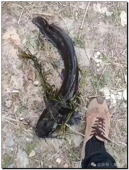 热搜第一!大连西山水库惊现成群超大怪鱼,背后真相更揪心(组图) - 1